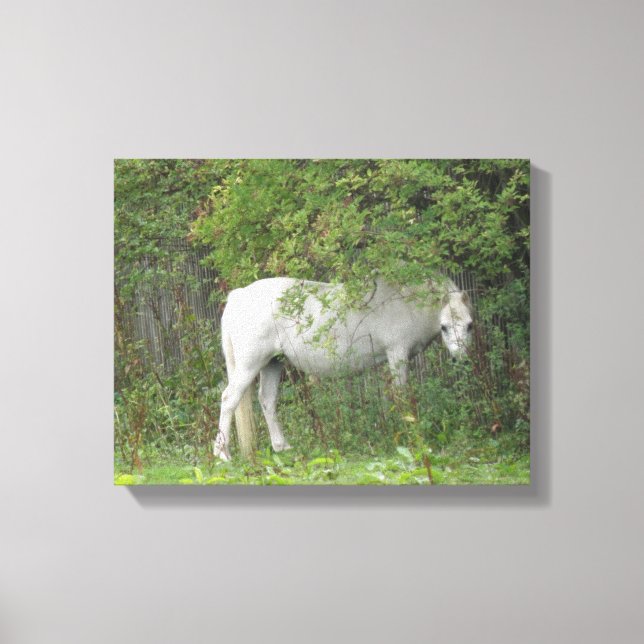 Impression sur toile Cheval Blanc Timide (Recto)