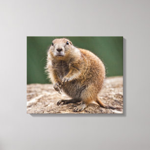 Impression sur toile Chien de prairie curieux