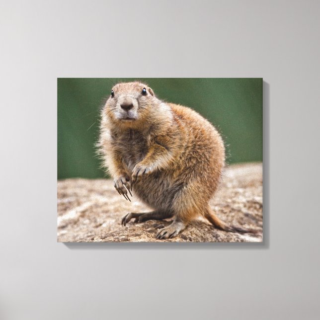 Impression sur toile Chien de prairie curieux (Recto)