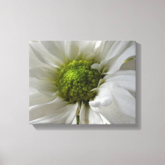 Impression sur toile Chrysanthème blanc (Recto)