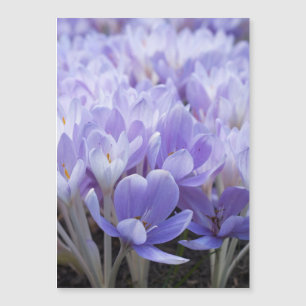 Impression sur toile Crocus emmaillotés