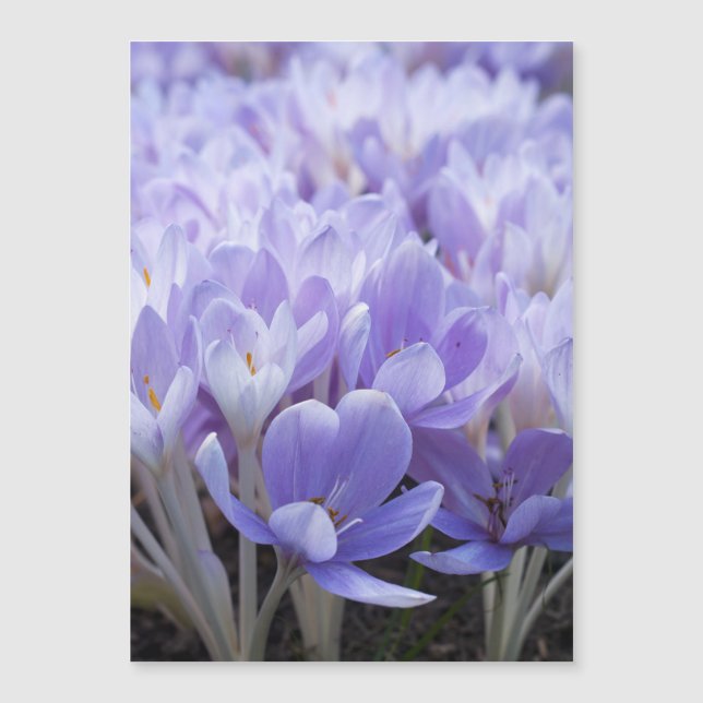 Impression sur toile Crocus emmaillotés (Devant)