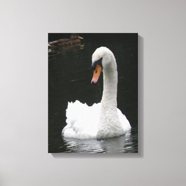 Impression sur toile Cygne blanc (Recto)