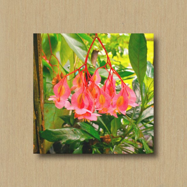Impression sur toile de Bégonia rose dans un jardi (Créateur téléchargé)