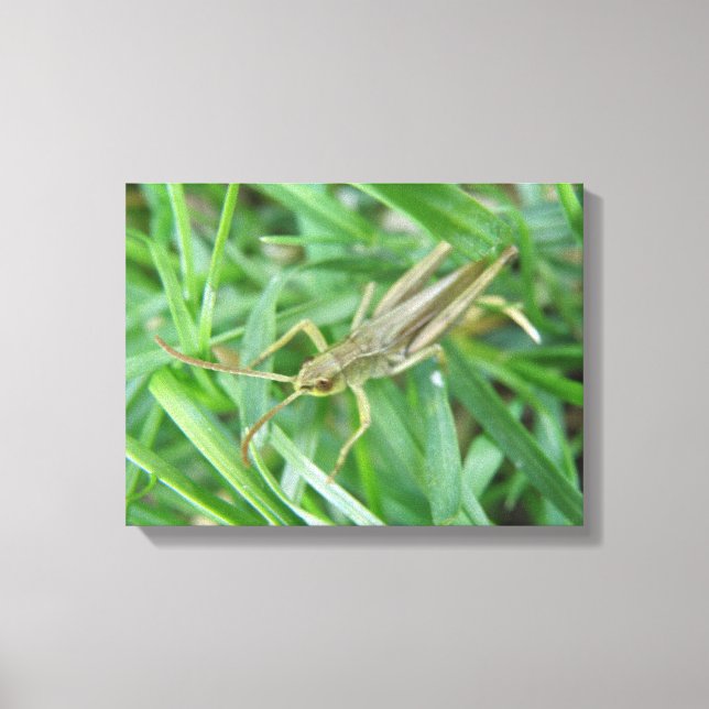 Impression sur toile de criquet (Recto)