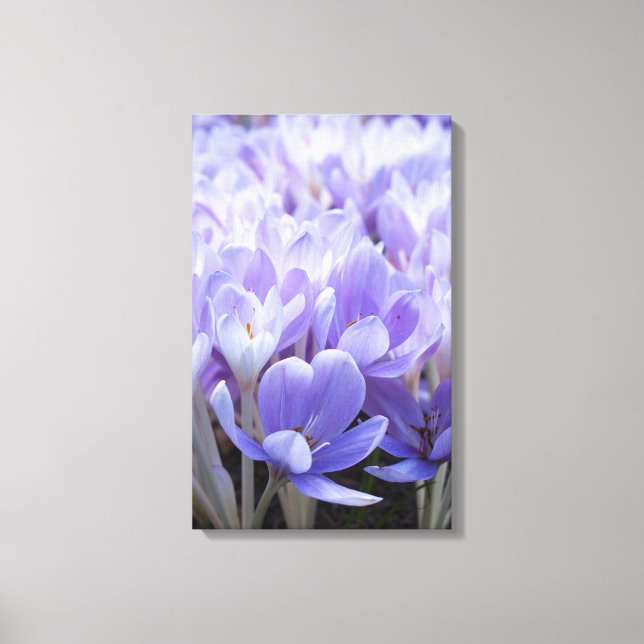 Impression sur toile de crocus enveloppé (Recto)