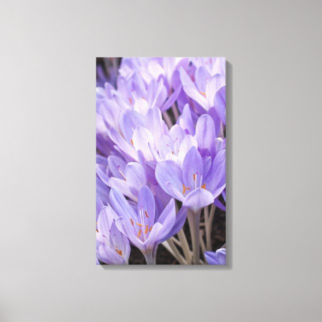 Impression sur toile de crocus enveloppé (Recto)