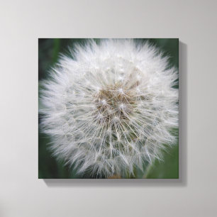 Impression sur toile de fleur de pissenlit en grai