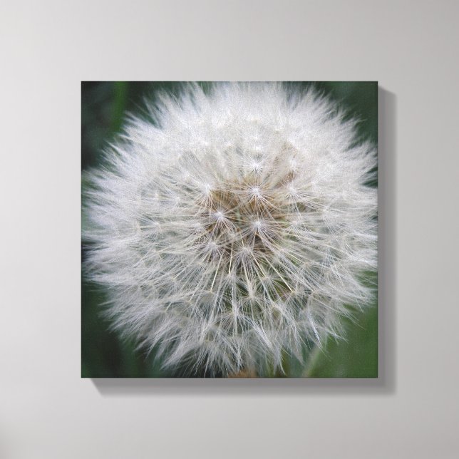 Impression sur toile de fleur de pissenlit en grai (Recto)