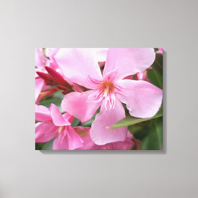 Impression sur toile de fleur d'oléandre rose | Fl (Recto)