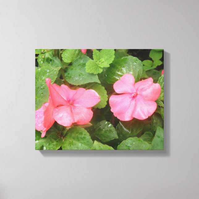 Impression sur toile de fleurs d'impatiens roses (Recto)