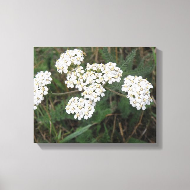 Impression sur toile de fleurs sauvages blanches (Recto)