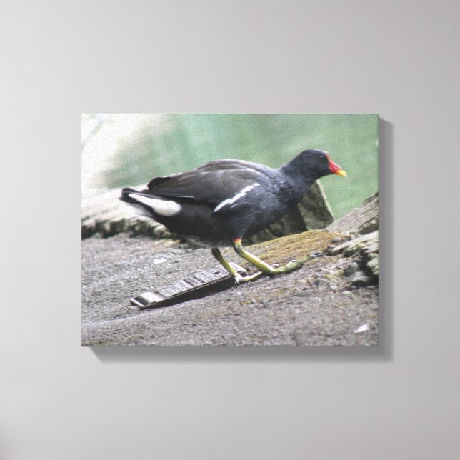 Impression sur toile de Gallinule poule d'eau (Recto)