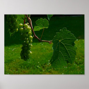 Impression sur toile de grappe de raisin