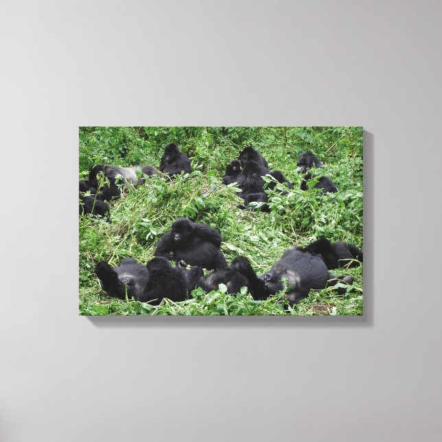 Impression sur toile de groupe de gorilles des mon (Recto)