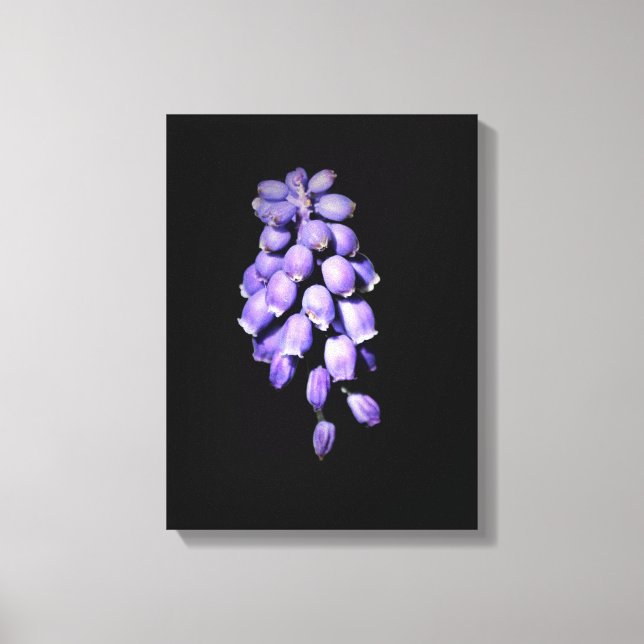 Impression sur toile de jacinthe des vignes floral (Recto)