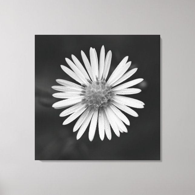 Impression sur toile de la fleur d'Aster de la Sai (Recto)