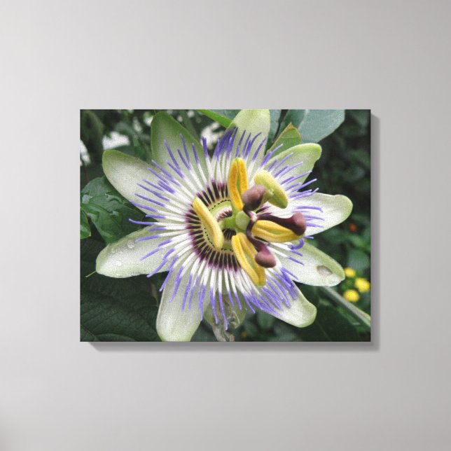 Impression sur toile de la fleur de la passion (Recto)