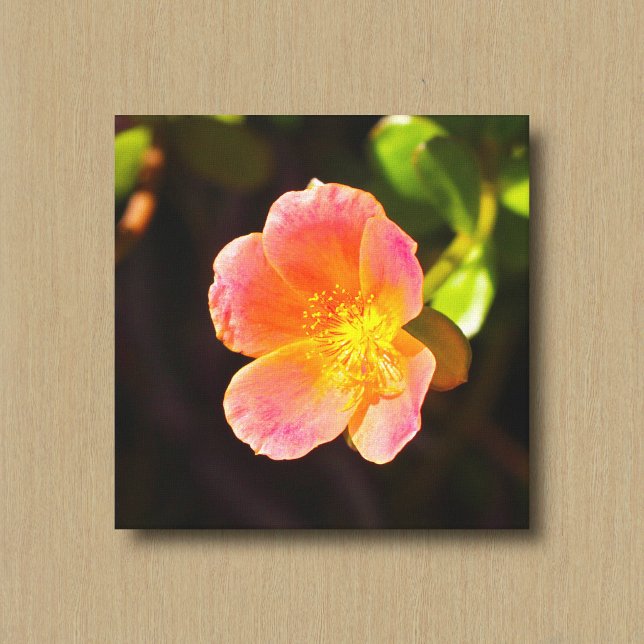 Impression sur toile de la fleur de rose de mousse (Créateur téléchargé)