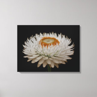 Impression sur toile de la fleur d'Helichrysum