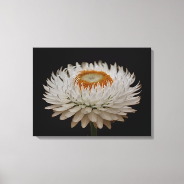 Impression sur toile de la fleur d'Helichrysum (Recto)
