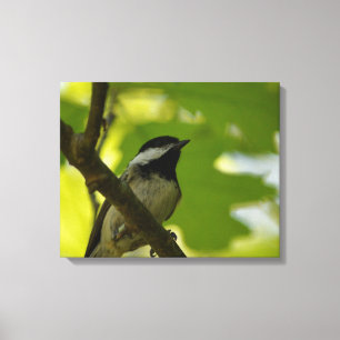 IMPRESSION SUR TOILE DE LA MÉSANGE À TÊTE NOIRE