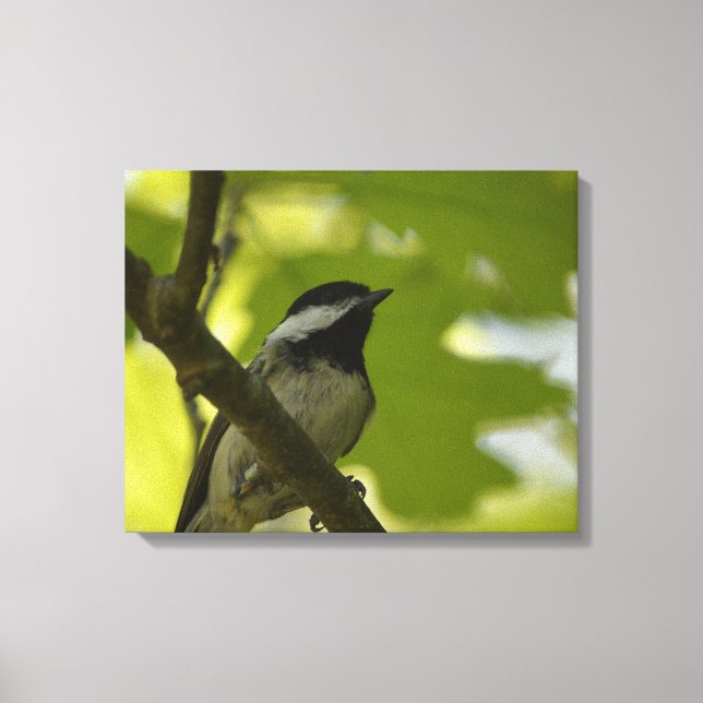 IMPRESSION SUR TOILE DE LA MÉSANGE À TÊTE NOIRE (Recto)