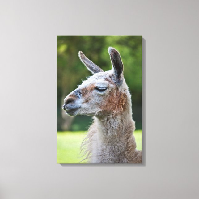 Impression sur toile de lama enveloppé (Recto)