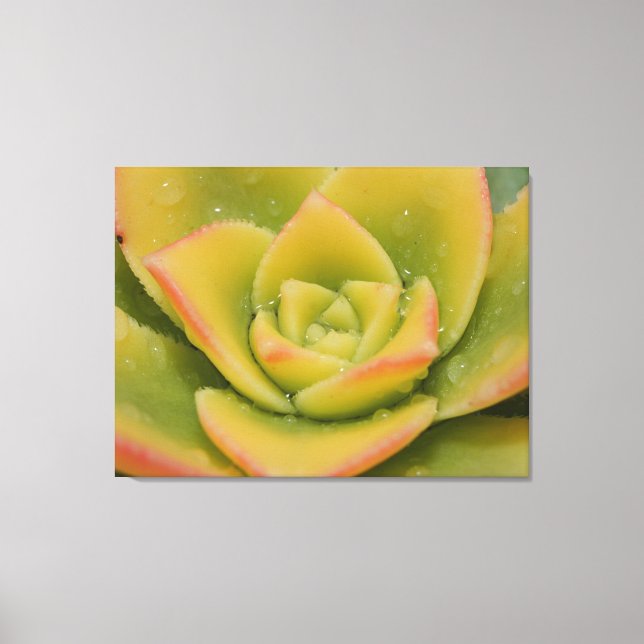 Impression sur toile de macro-art de succulente ém (Recto)
