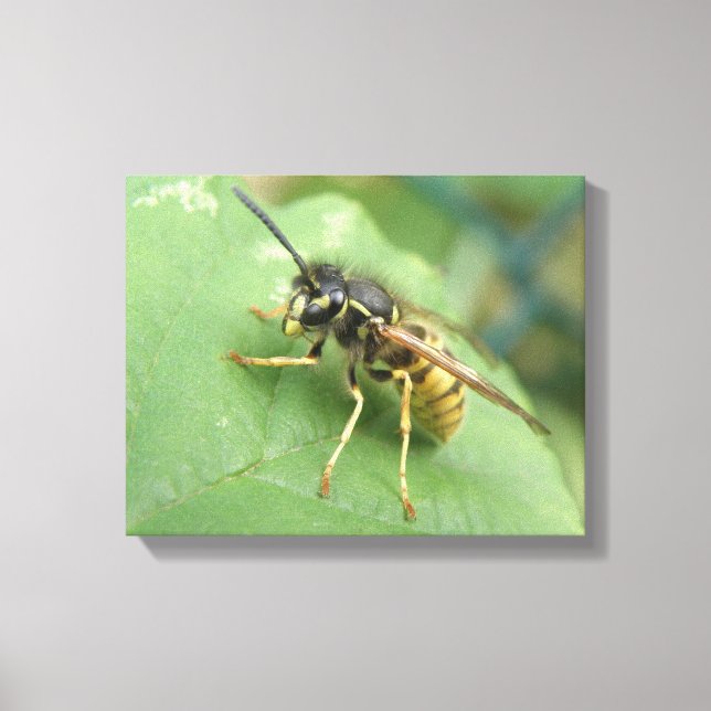 Impression sur toile de Macro Guêpe-Charpente (Recto)