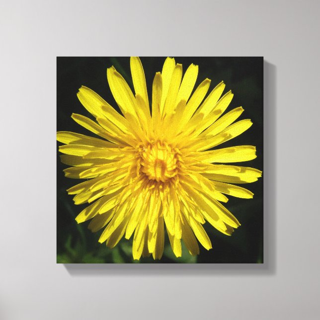 Impression sur toile de pissenlit (Recto)