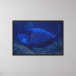 Impression sur toile de poisson tropical bleu