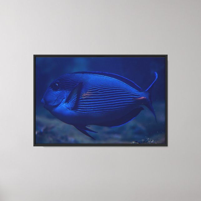 Impression sur toile de poisson tropical bleu (Recto)