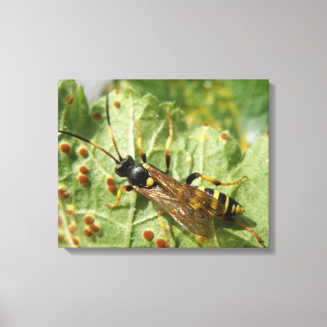 Impression sur toile de syrphe (Recto)