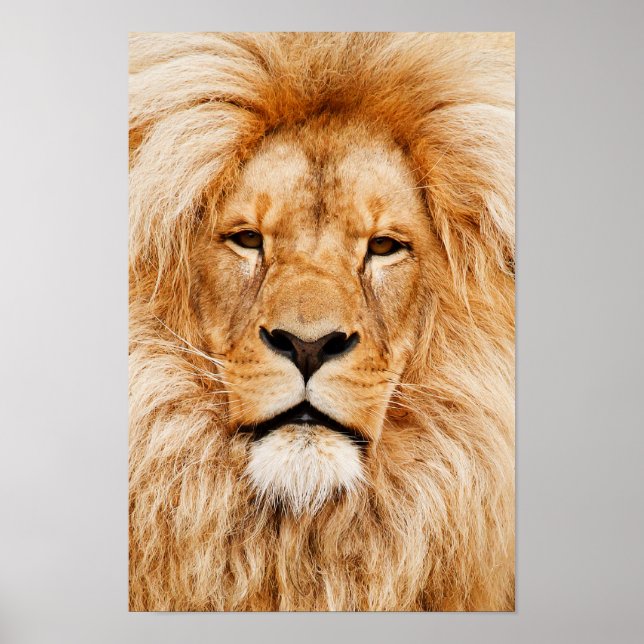 Impression sur toile de tête de lion (Devant)