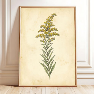 Impression sur toile d'étude botanique de la verge