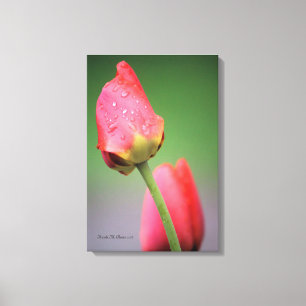Impression sur toile Deux Tulipes Roses