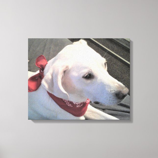Impression sur toile d'un beau chien blanc portant (Recto)