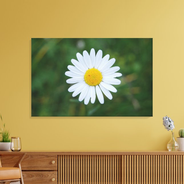 impression sur toile d'une grande marguerite isolé (Insitu(Salon))