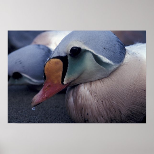 impression sur toile eider royal mâle (Devant)