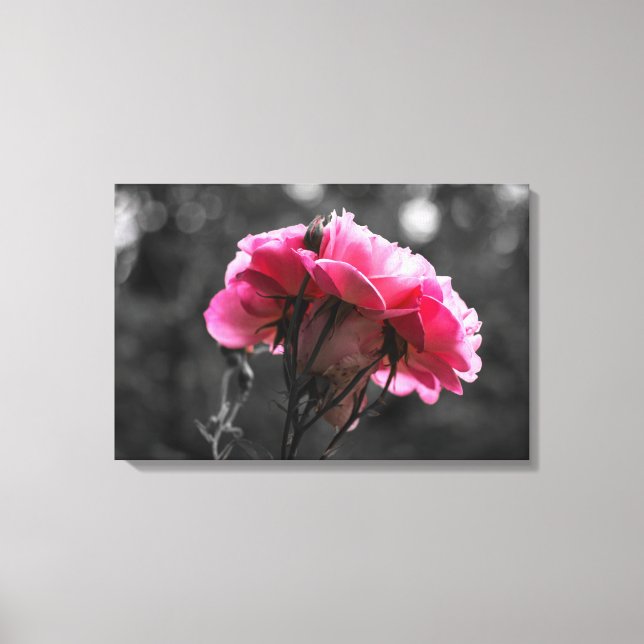 Impression sur toile - Élégance de rose rose (Recto)