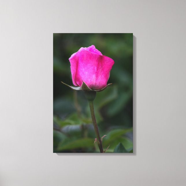 Impression sur toile Elegant bourgeon de rose rose (Recto)
