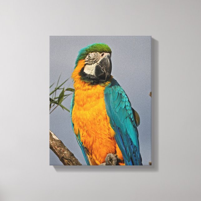 Impression sur toile enveloppée Goldie Blue (Recto)