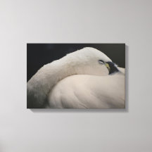 Impression sur toile étendue de Cygne de la toundr