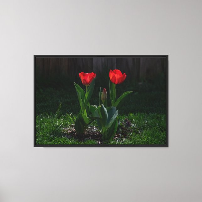 Impression sur toile étendue de Tulipes rouges (Recto)