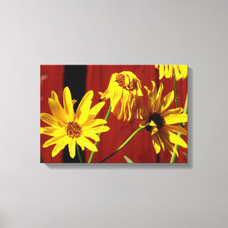 Impression sur toile Fenced Daisy Floral