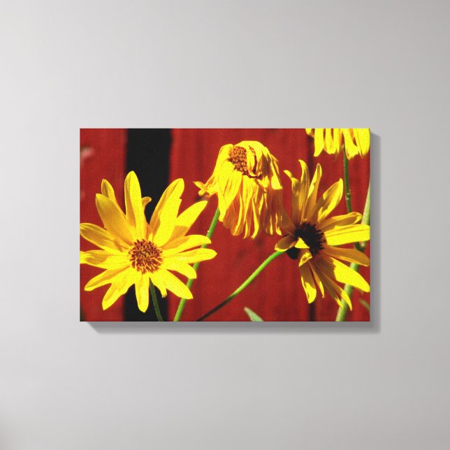Impression sur toile Fenced Daisy Floral (Recto)