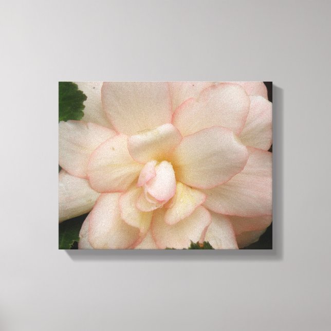 Impression sur toile Fleur de Begonia blanc (Recto)