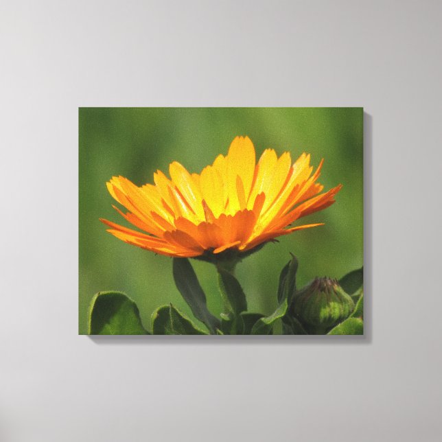 Impression sur toile - Fleur de calendula (Recto)