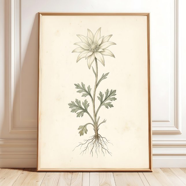 Impression sur toile Fleur de flanelle botanique (Créateur téléchargé)